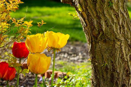 Tulips growing next to a tree trunk in a garden, spring dayの写真素材