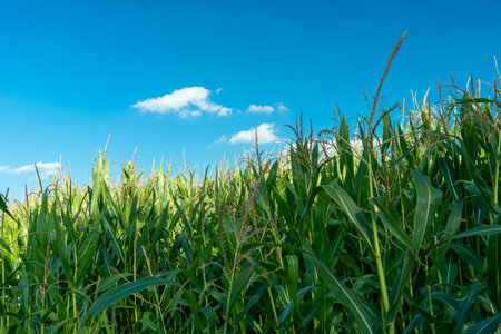 Green tall corn plants and blue sky, summer viewの写真素材