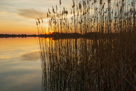Reeds on the shore of the lake and sunset, Stankow, Lubelskie, Polandの写真素材