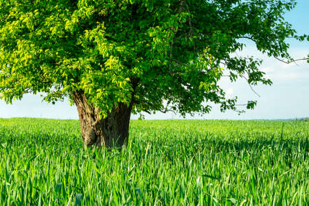 A huge deciduous tree growing in green cerealの写真素材
