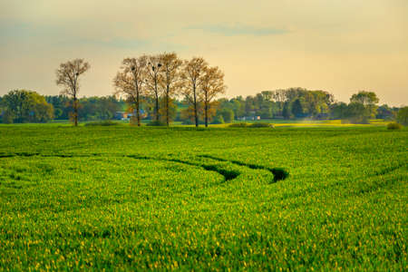 View of the green farmland and tall trees, spring dayの写真素材