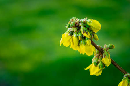 A bunch of yellow forsythia flowers on a twig, spring viewの写真素材