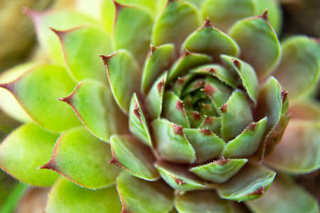 Sempervivum tectorum plant on rockery, top viewの写真素材