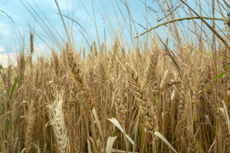 Closeup ears of grain and cloudy skyの写真素材