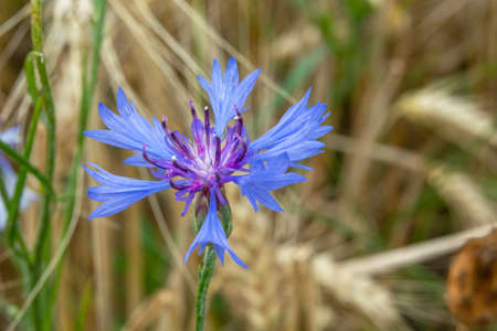Flower of blue cornflower in golden grainの写真素材