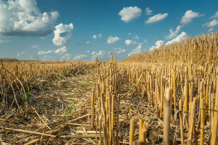 A stubble and white clouds against a blue skyの写真素材