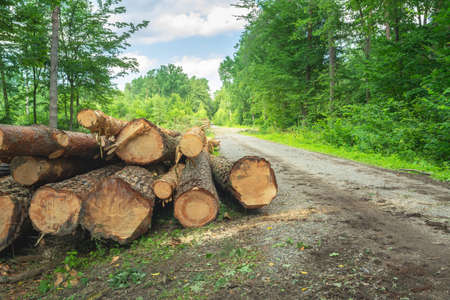 Felled trees lying next to the forest roadの写真素材