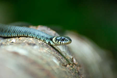 A grass snake lying on a tree trunk, summer viewの写真素材