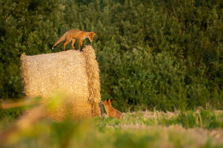 One fox on a hay bale and one on the ground, summer viewの写真素材