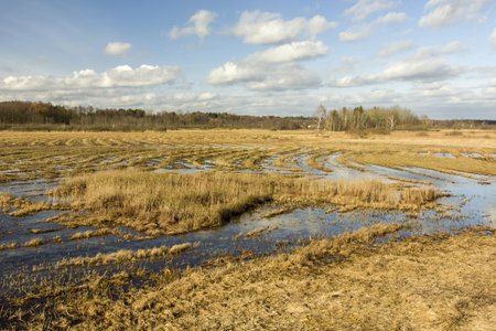 Swamps in eastern Poland flooded with waterの写真素材