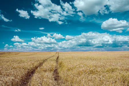 Traces of wheels in grain and beautiful skyの写真素材