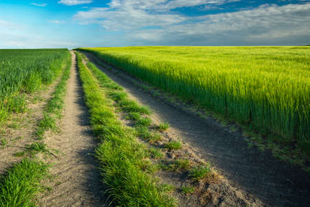 A long dirt road by a green field, Staw, Lubelskie, Polandの写真素材