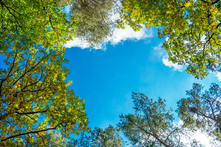 Tops of the trees and blue sky, October dayの写真素材