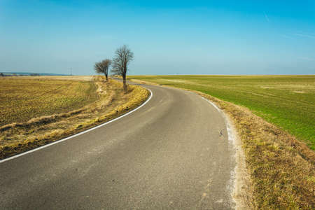 Trees by the asphalt road in the field