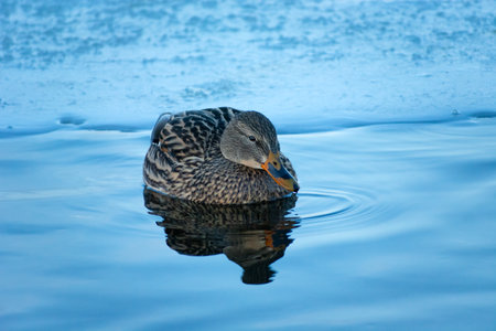 A female mallard duck swimming in the water, winter view, Zoltance, Lubelskie, Polandの写真素材