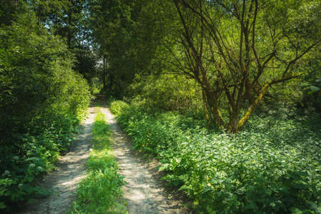 Dirt road in a thick green forest, sunny day