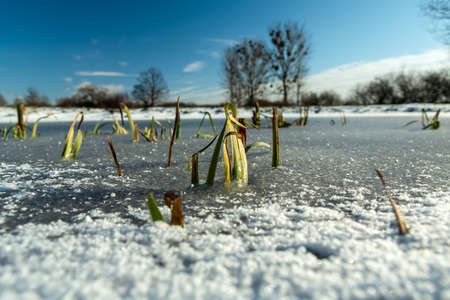 Grasses in a frozen pond, trees on the horizon, Nowiny, Poland
