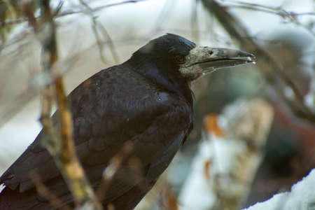 A rook is sitting in a tree on a winter day, Chelm, Polandの写真素材