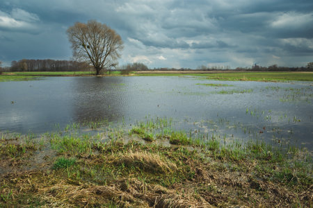 Flooded meadow and a tree on the horizonの写真素材