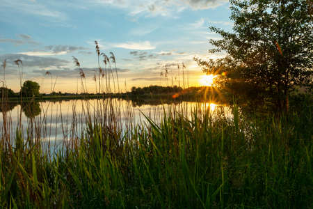Sunset over the lake with green reedsの写真素材