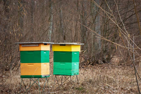 Two colorful beehives standing in a forest, spring dayの写真素材