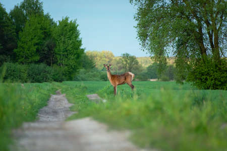 A young red deer standing by a dirt road, spring day in mayの写真素材