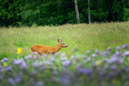 Male roe deer grazing in the violet flowers on a meadowの写真素材
