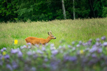 Male roe deer grazing in the violet flowers on a meadowの素材 [FY310187133658]