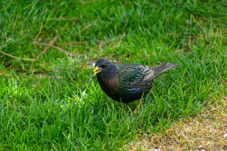 A beautiful and shining starling walking on the green grassの写真素材