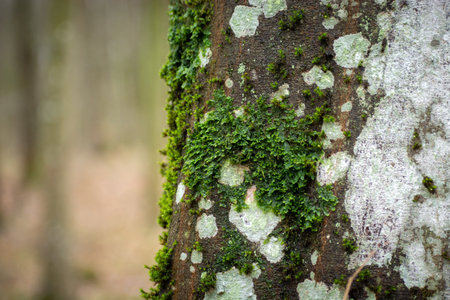 Green moss on a tree trunk, view on a rainy april day