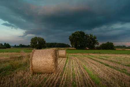 Straw bales in the field and cloudy sky, August rural landscape in eastern Polandの写真素材