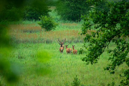 Four deer walking through tall grass on a green meadow