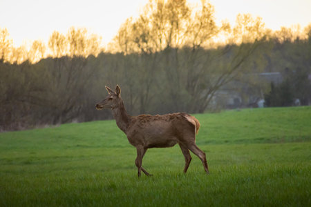 One large doe in the meadow, Nowiny, Polandの写真素材