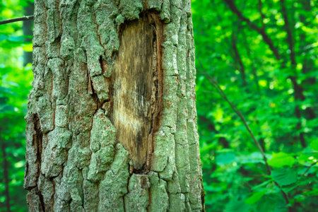 Fragment of chipped bark on an old tree in a green forest, summer day, eastern Polandの写真素材