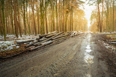 Muddy road in the forest with felled trees, autumn day, eastern Polandの写真素材