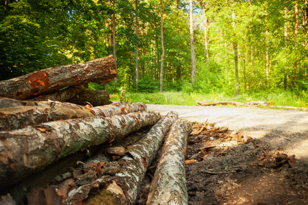 Tree logs lying by the road in the forest, eastern Poland