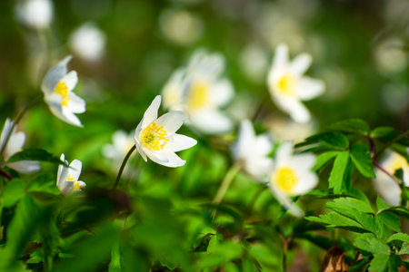 Spring white flowers of wood anemone in the forest, view in sunny dayの写真素材