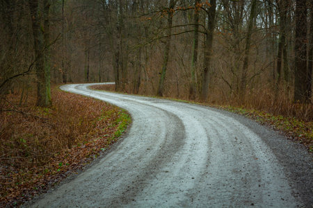 Double bend on the gravel road in the dark forestの写真素材