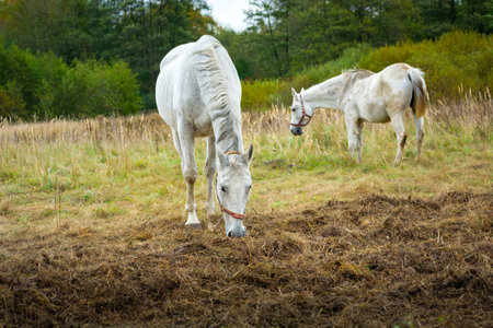 Two large white horses grazing in the pastureの写真素材