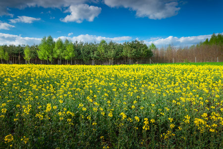 Rapeseed field with trees on the horizon in eastern Poland, April day