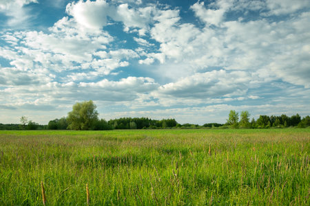 White clouds in the sky over a green meadow, Nowiny, Polandの写真素材