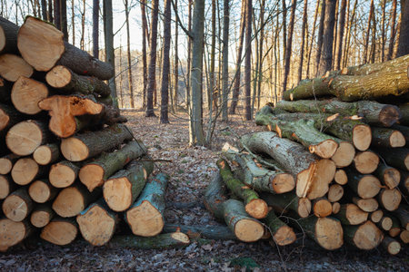 View of the forest behind piles of wood, spring landscape in eastern Polandの写真素材