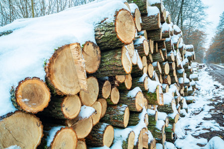 Snow on a pile of wood in the forest, November dayの写真素材