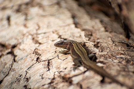 A viviparous lizard on a tree trunk, eastern Polandの写真素材