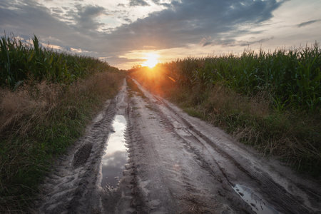 Sunset over dirt road with puddles and corn fields, July day in eastern Polandの写真素材