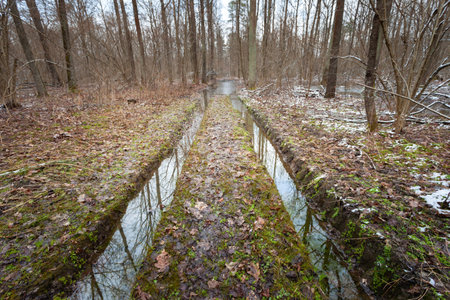 Water on the road in the forest, March day in eastern Poland