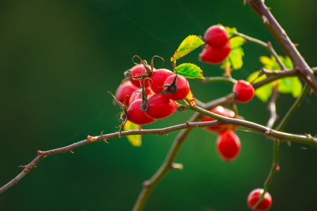 Many wild rose red fruits on a branch, view in late Septemberの写真素材