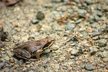 Big agile frog sits on a rocky road, eastern Poland