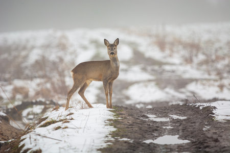 A single roe deer standing by a dirt road on a winter dayの写真素材