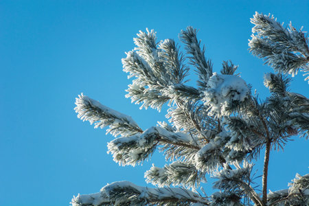 Hoarfrost and snow on coniferous tree branches against blue sky background, December winter view